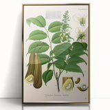 Botanical Art Prints - Vintage Toluifera Pereirae Illustration Art
