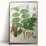 Botanical Art Prints - Vintage Toluifera Pereirae Illustration Art