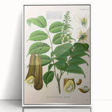 Botanical Art Prints - Vintage Toluifera Pereirae Illustration Art