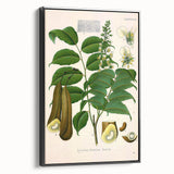 Botanical Art Prints - Vintage Toluifera Pereirae Illustration Art