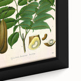 Botanical Art Prints - Vintage Toluifera Pereirae Illustration Art