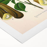 Botanical Art Prints - Vintage Toluifera Pereirae Illustration Art