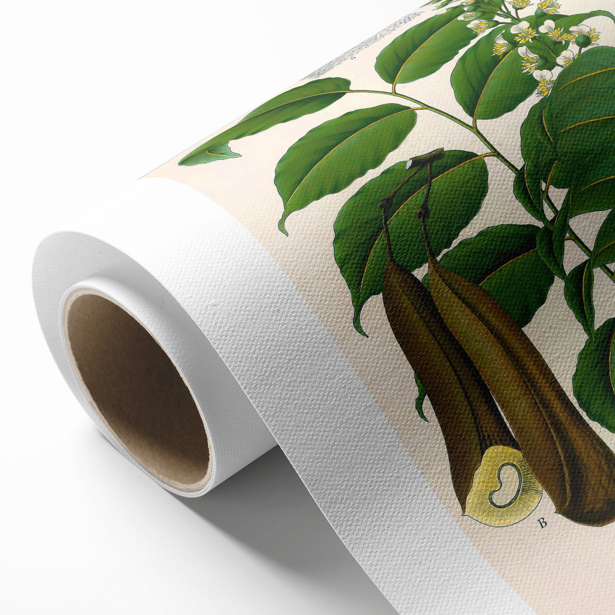 Botanical Art Prints - Vintage Toluifera Pereirae Illustration Art