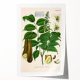 Botanical Art Prints - Vintage Toluifera Pereirae Illustration Art