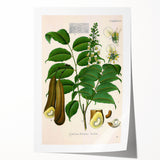 Botanical Art Prints - Vintage Toluifera Pereirae Illustration Art