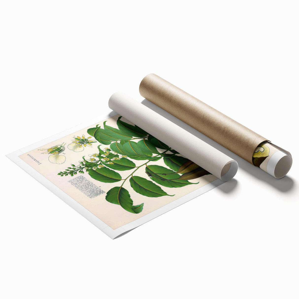 Botanical Art Prints - Vintage Toluifera Pereirae Illustration Art