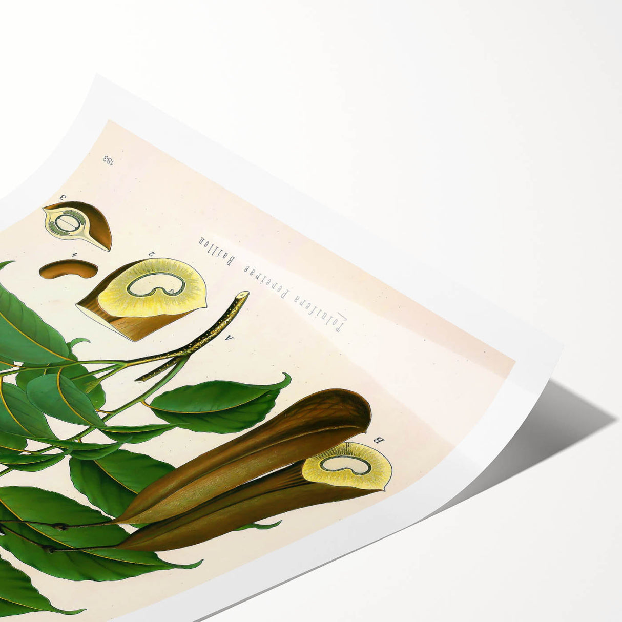 Botanical Art Prints - Vintage Toluifera Pereirae Illustration Art