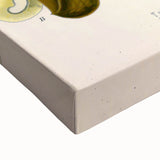 Botanical Art Prints - Vintage Toluifera Pereirae Illustration Art