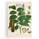Botanical Art Prints - Vintage Toluifera Pereirae Illustration Art