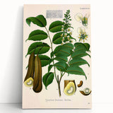 Botanical Art Prints - Vintage Toluifera Pereirae Illustration Art