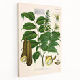 Botanical Art Prints - Vintage Toluifera Pereirae Illustration Art