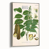 Botanical Art Prints - Vintage Toluifera Pereirae Illustration Art