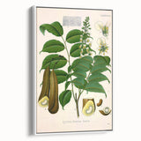 Botanical Art Prints - Vintage Toluifera Pereirae Illustration Art