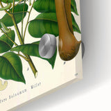 Botanical Art Prints - Vintage Toluifera Balsamum Illustration Art
