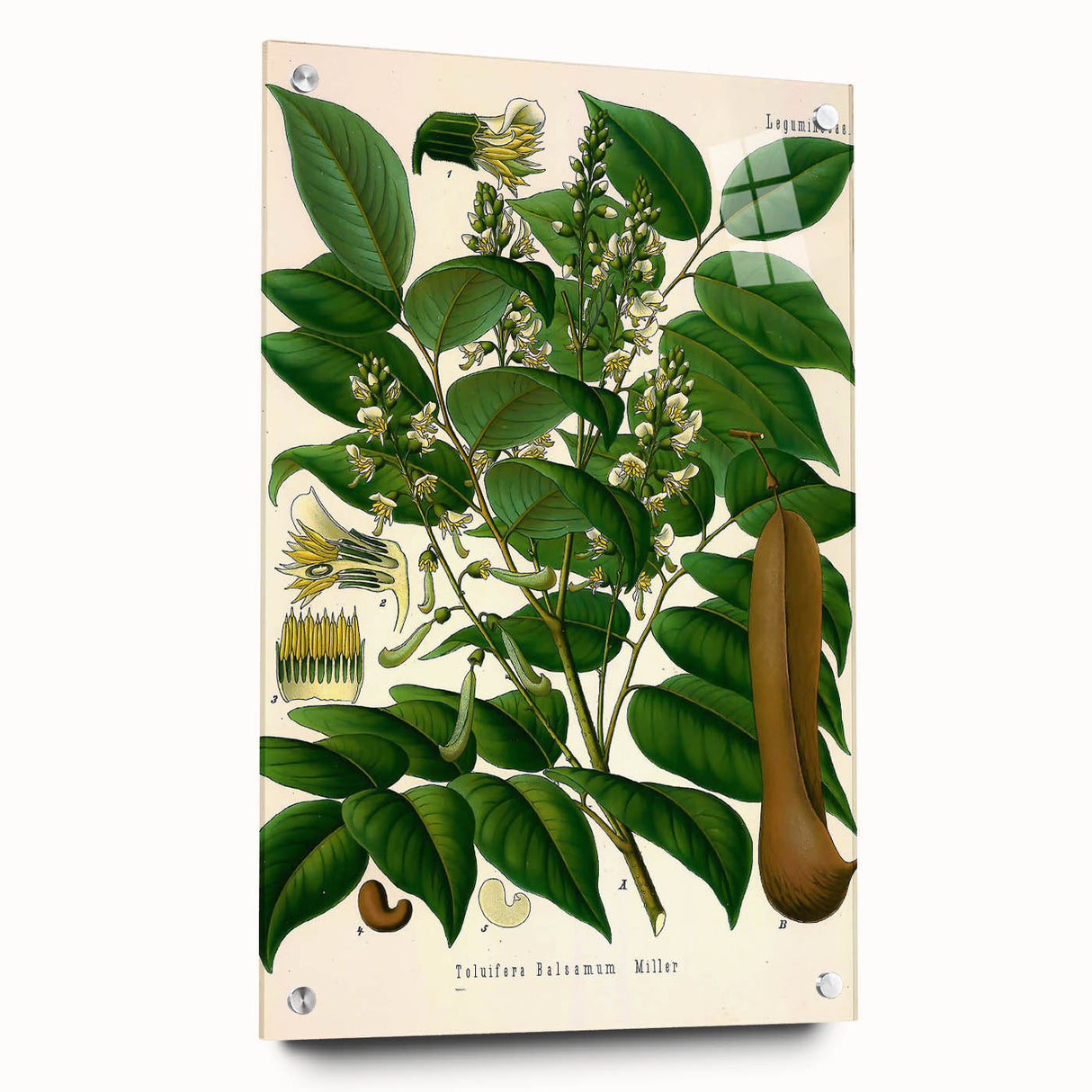 Botanical Art Prints - Vintage Toluifera Balsamum Illustration Art