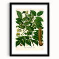 Botanical Art Prints - Vintage Toluifera Balsamum Illustration Art