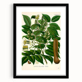 Botanical Art Prints - Vintage Toluifera Balsamum Illustration Art