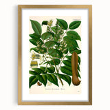 Botanical Art Prints - Vintage Toluifera Balsamum Illustration Art