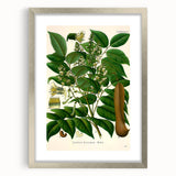Botanical Art Prints - Vintage Toluifera Balsamum Illustration Art