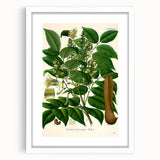 Botanical Art Prints - Vintage Toluifera Balsamum Illustration Art