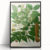 Botanical Art Prints - Vintage Toluifera Balsamum Illustration Art