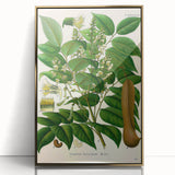 Botanical Art Prints - Vintage Toluifera Balsamum Illustration Art