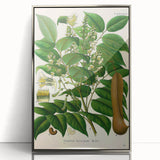 Botanical Art Prints - Vintage Toluifera Balsamum Illustration Art