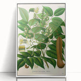 Botanical Art Prints - Vintage Toluifera Balsamum Illustration Art