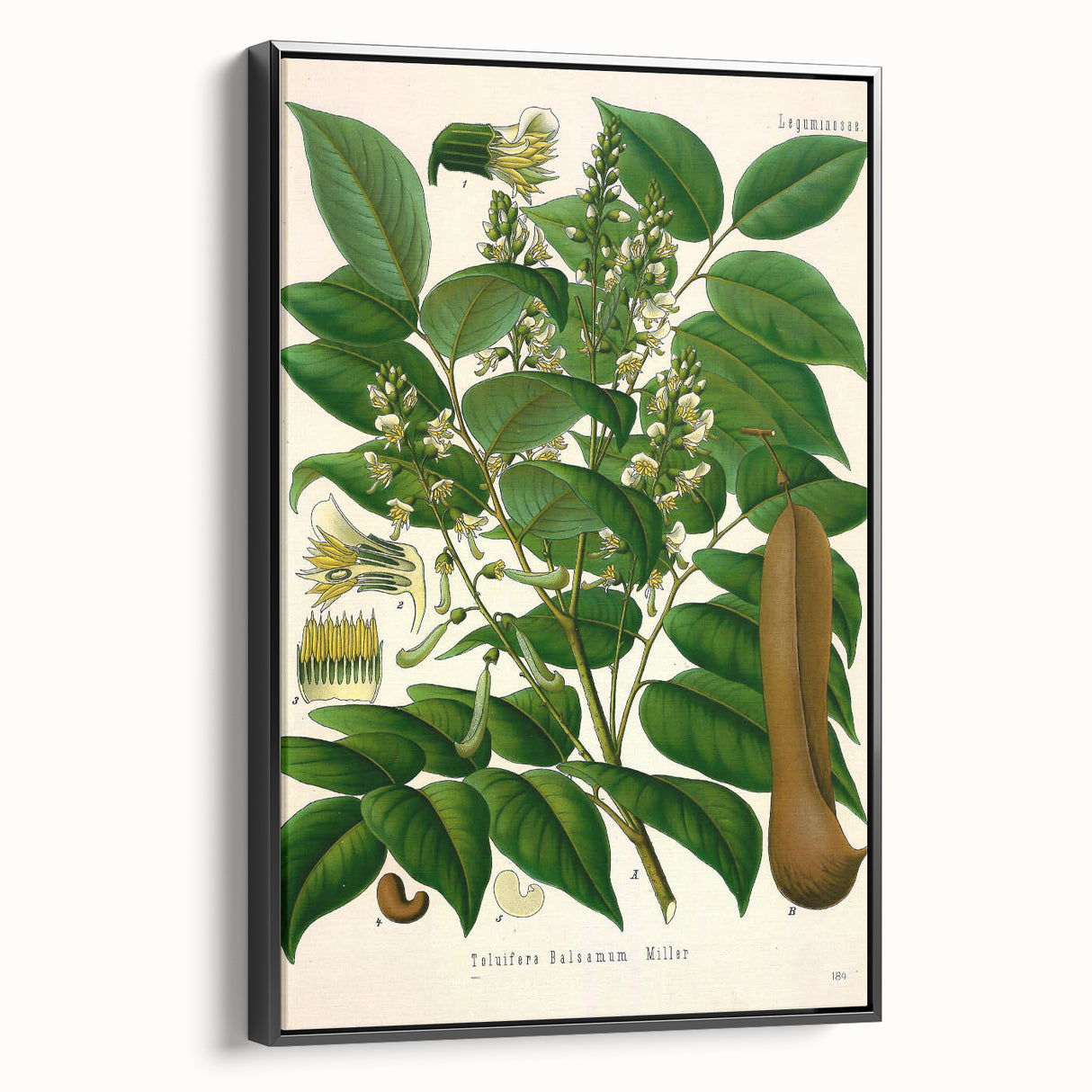 Botanical Art Prints - Vintage Toluifera Balsamum Illustration Art