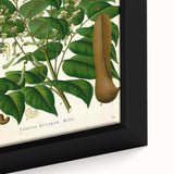Botanical Art Prints - Vintage Toluifera Balsamum Illustration Art