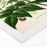 Botanical Art Prints - Vintage Toluifera Balsamum Illustration Art