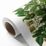 Botanical Art Prints - Vintage Toluifera Balsamum Illustration Art