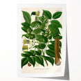 Botanical Art Prints - Vintage Toluifera Balsamum Illustration Art