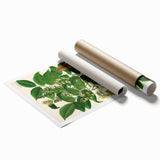 Botanical Art Prints - Vintage Toluifera Balsamum Illustration Art