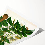 Botanical Art Prints - Vintage Toluifera Balsamum Illustration Art