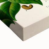 Botanical Art Prints - Vintage Toluifera Balsamum Illustration Art