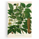 Botanical Art Prints - Vintage Toluifera Balsamum Illustration Art