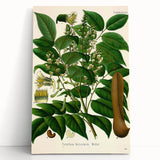 Botanical Art Prints - Vintage Toluifera Balsamum Illustration Art