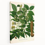 Botanical Art Prints - Vintage Toluifera Balsamum Illustration Art