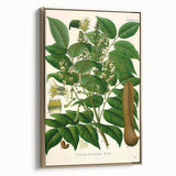Botanical Art Prints - Vintage Toluifera Balsamum Illustration Art