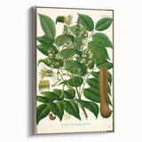 Botanical Art Prints - Vintage Toluifera Balsamum Illustration Art