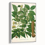 Botanical Art Prints - Vintage Toluifera Balsamum Illustration Art