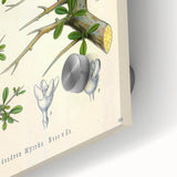 Botanical Art Prints - Vintage Balsamodendron Myrrha Illustration Art