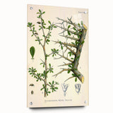 Botanical Art Prints - Vintage Balsamodendron Myrrha Illustration Art