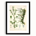 Botanical Art Prints - Vintage Balsamodendron Myrrha Illustration Art