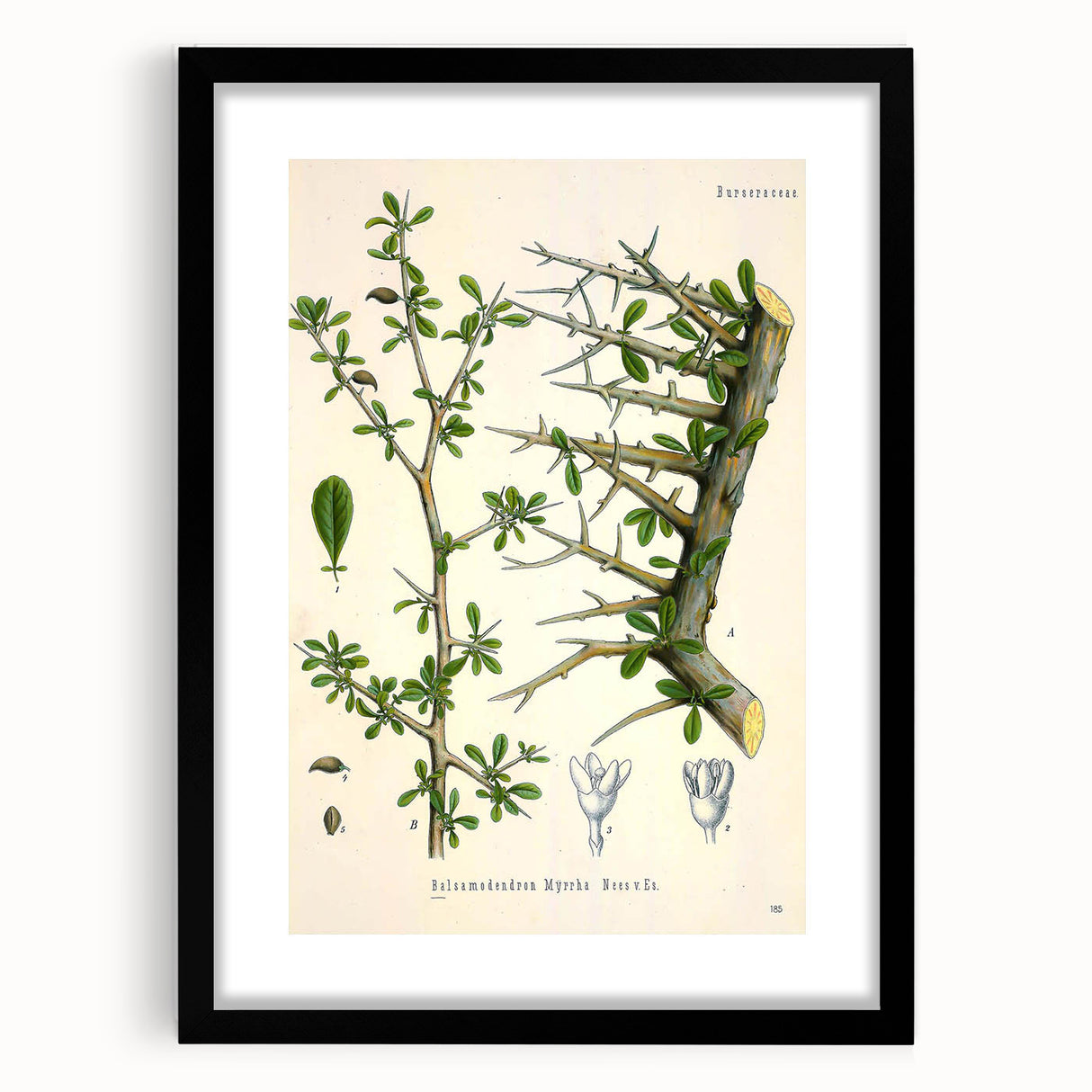 Botanical Art Prints - Vintage Balsamodendron Myrrha Illustration Art