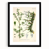 Botanical Art Prints - Vintage Balsamodendron Myrrha Illustration Art