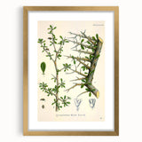 Botanical Art Prints - Vintage Balsamodendron Myrrha Illustration Art
