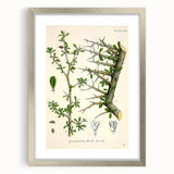 Botanical Art Prints - Vintage Balsamodendron Myrrha Illustration Art