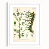 Botanical Art Prints - Vintage Balsamodendron Myrrha Illustration Art